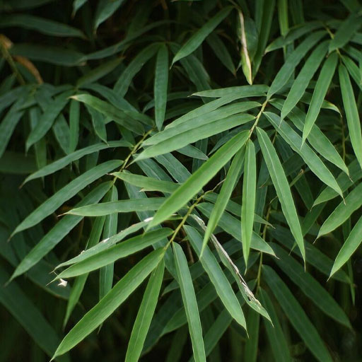 [Global-CN05] Magical Flavour Nut & Herb Concentrated Flavors