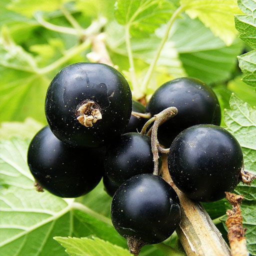 [Global-CN05] Magical Flavour Fruit Concentrated Flavors