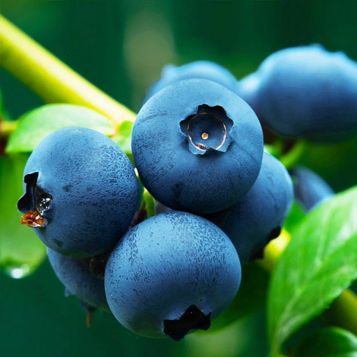 [Global-CN05] Magical Flavour Fruit Concentrated Flavors