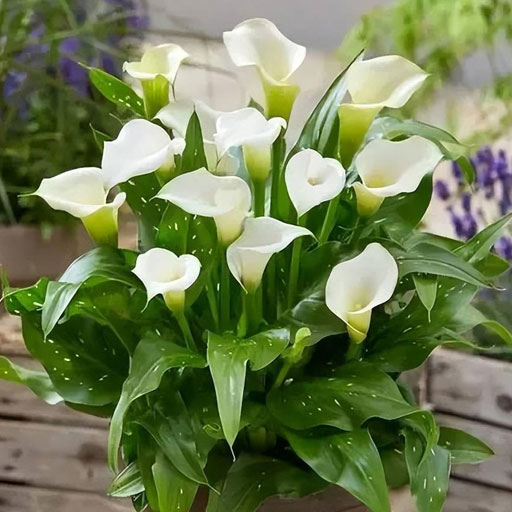 [Global-CN05] Magical Flavour Fruit Concentrated Flavors