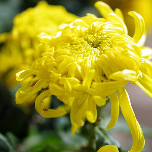 [Global-CN05] Magical Flavour Nut & Herb Concentrated Flavors