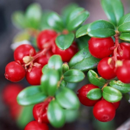 [Global-CN05] Magical Flavour Fruit Concentrated Flavors