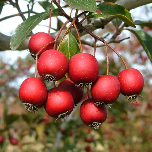 [Global-CN05] Magical Flavour Nut & Herb Concentrated Flavors