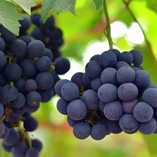 [Global-CN05] Magical Flavour Fruit Concentrated Flavors