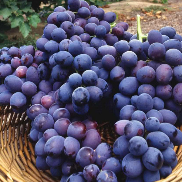 [Global-CN05] Magical Flavour Fruit Concentrated Flavors