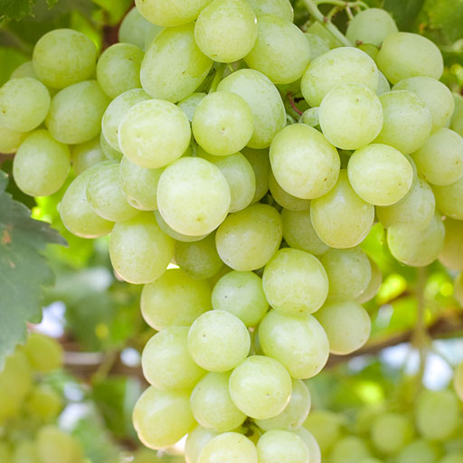 [Global-CN05] Magical Flavour Fruit Concentrated Flavors