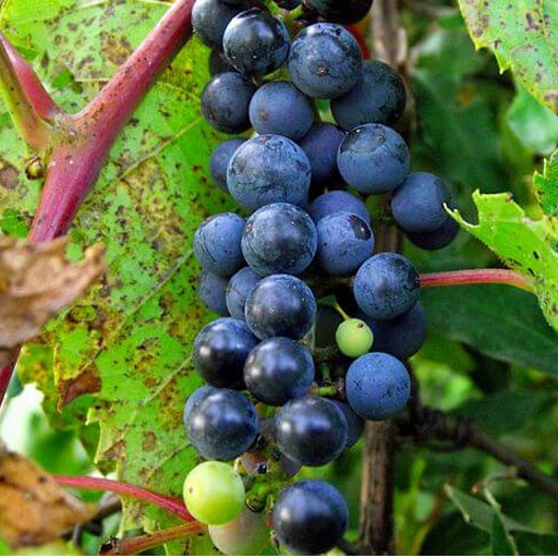 [Global-CN05] Magical Flavour Fruit Concentrated Flavors