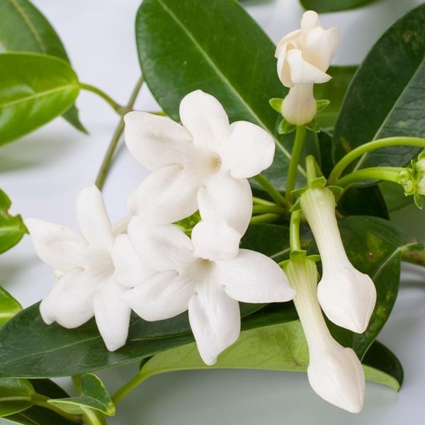 [Global-CN05] Magical Flavour Nut & Herb Concentrated Flavors