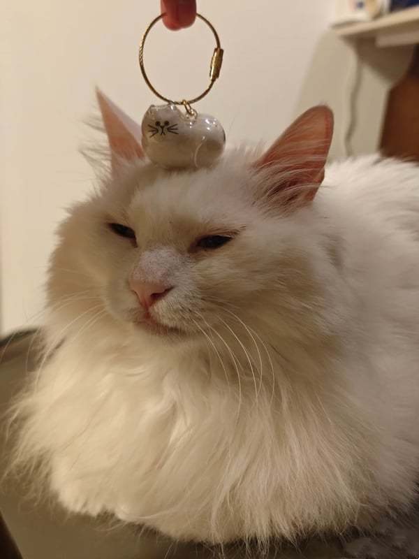 Fur-ever Loved Cat Hair Memorial Pendant