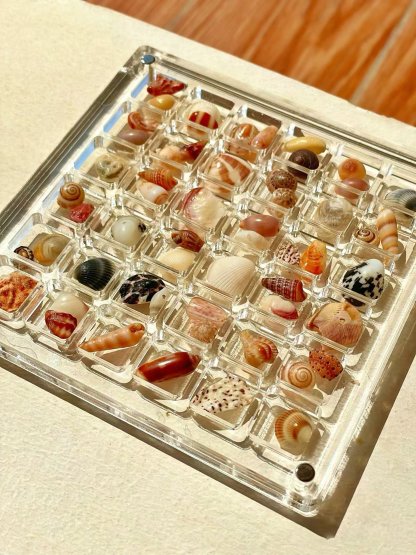 Last Day 49%-Acrylic Magnetic Seashell Display Box