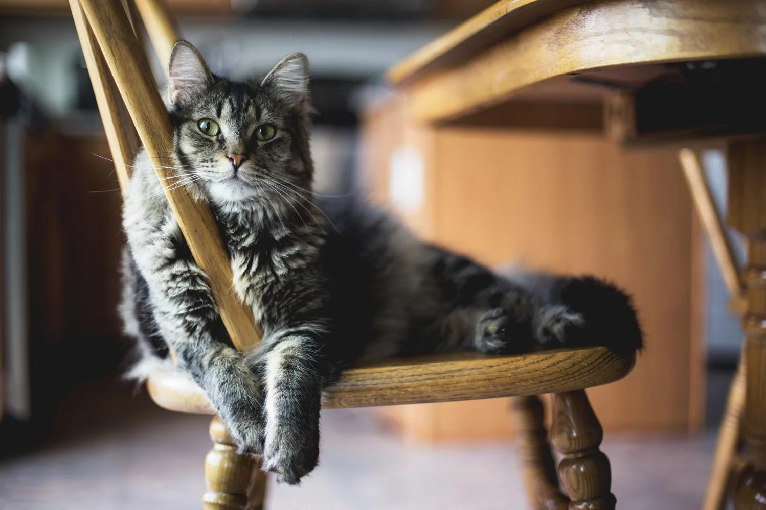 Maintaining and Cleaning Your Automatic Cat Litter Box-PetPivot