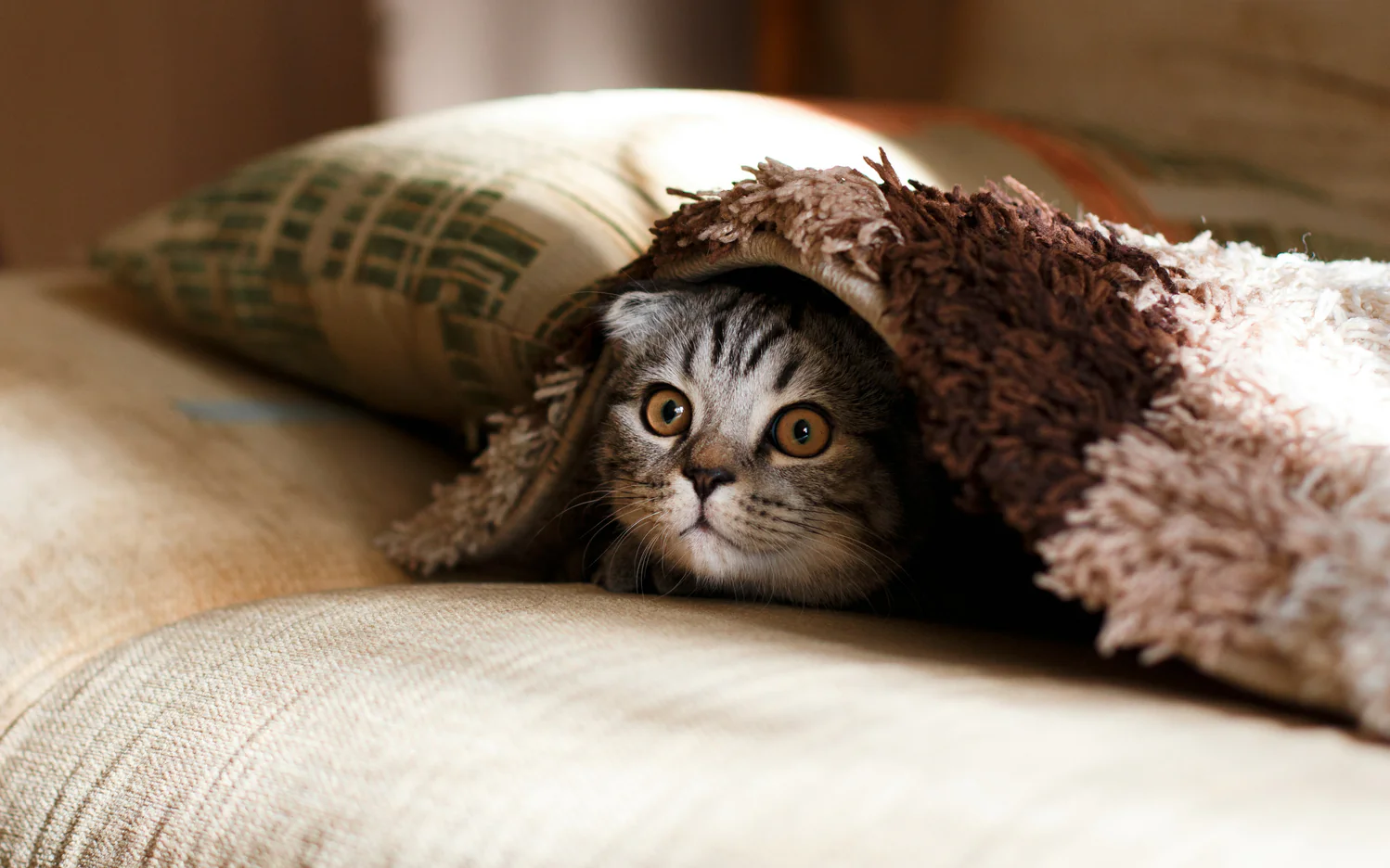 5 Reasons Why Every Cat Owner Needs an Automatic Litter Box-PetPivot