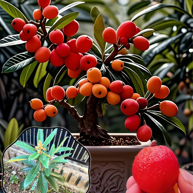 🍑Red-Flesh Loquat Seeds – Grow Delicious and Nutritious Fruits at Home! 🌿