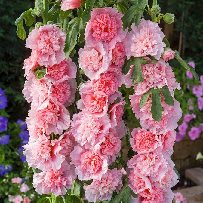 🌸 The Queen of Flowers: Double Hollyhock Seeds 🌸
