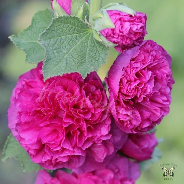 🌸 The Queen of Flowers: Double Hollyhock Seeds 🌸