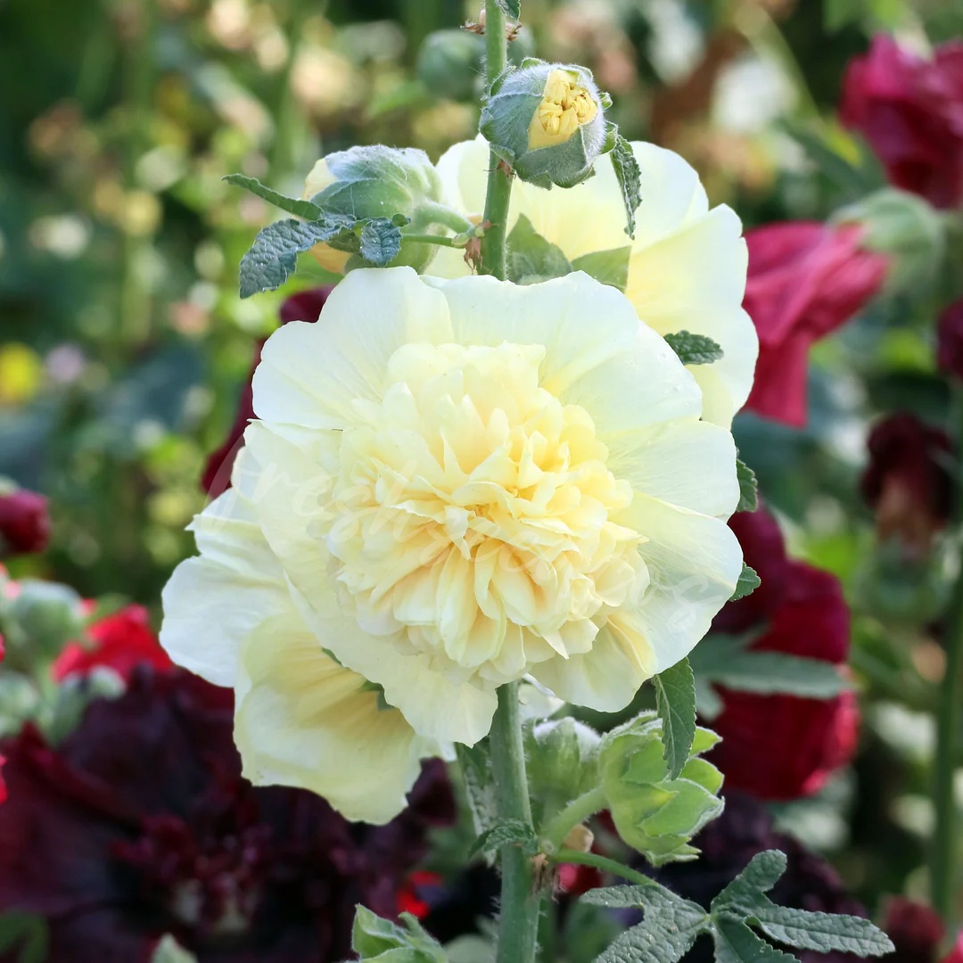 🌸 The Queen of Flowers: Double Hollyhock Seeds 🌸