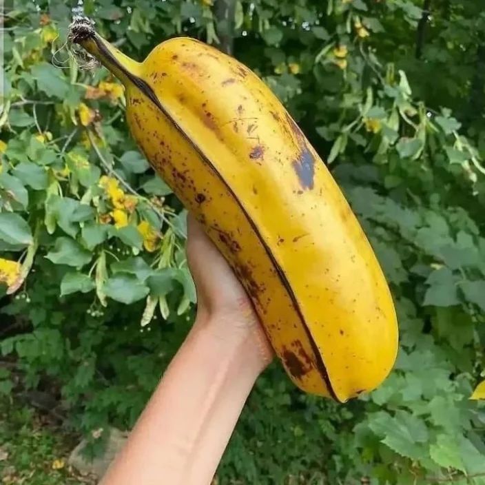 🔥Limited Time-50% OFF😋Giant Fruits and Vegetables