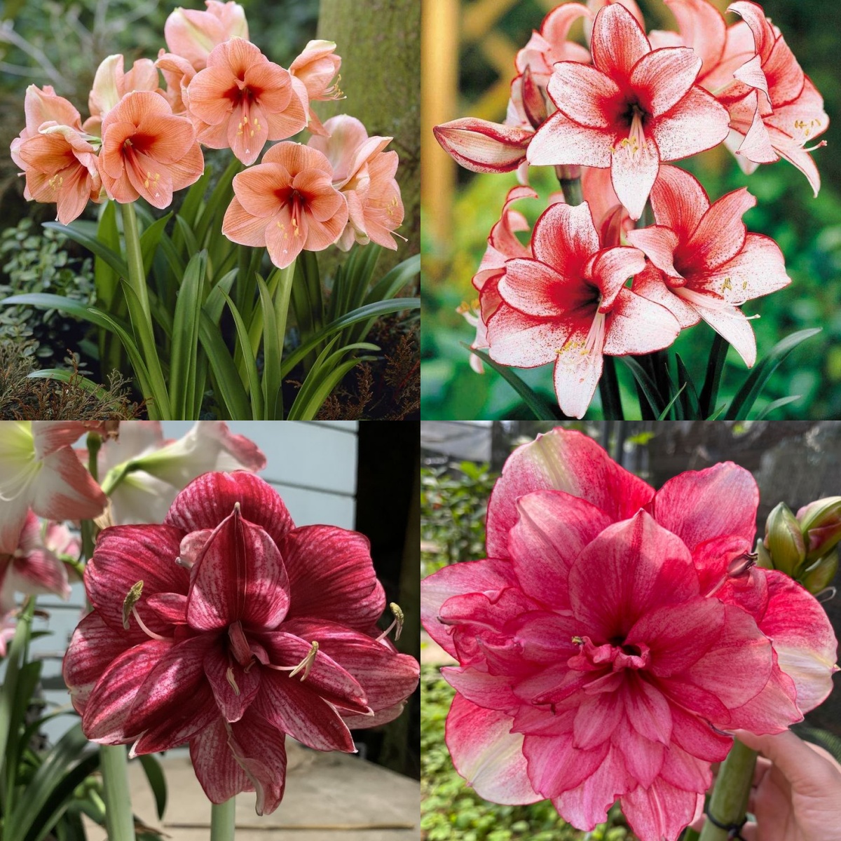 Amaryllis Bulbs: Brighten Your Space with Bold Blooms 🌸