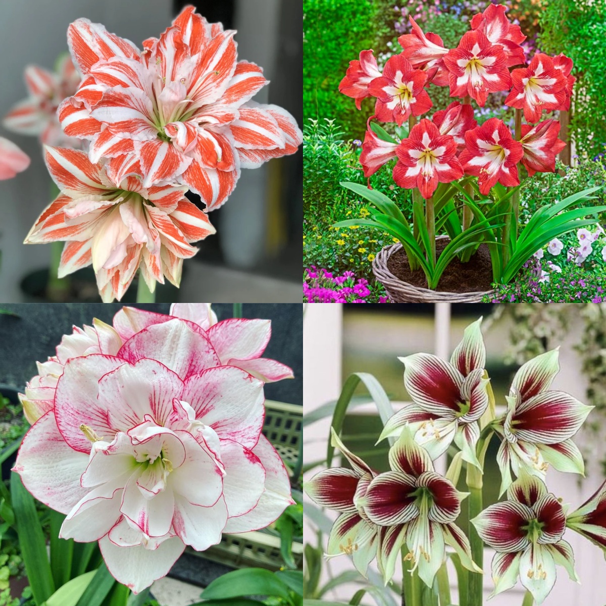 Amaryllis Bulbs: Brighten Your Space with Bold Blooms 🌸