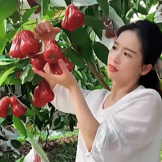 🍎Grow Your Own Tropical Wax Apples – Non-GMO Seeds