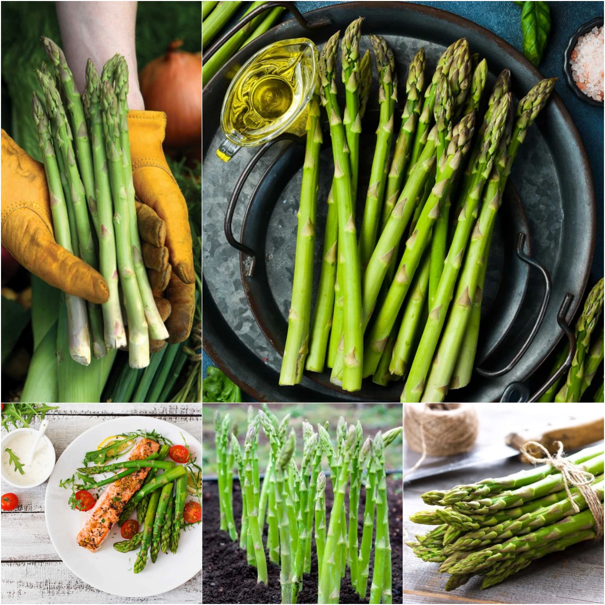 🌿King of Vegetables - Asparagus Mary Washington