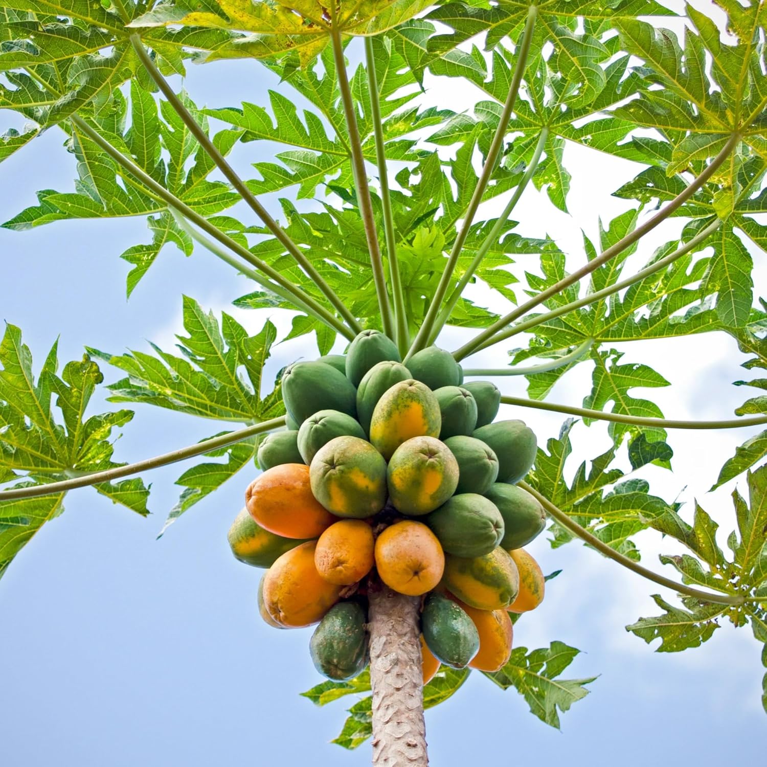 🍃 Dwarf Papaya Seeds-Easy to grow, sweet and nutritious