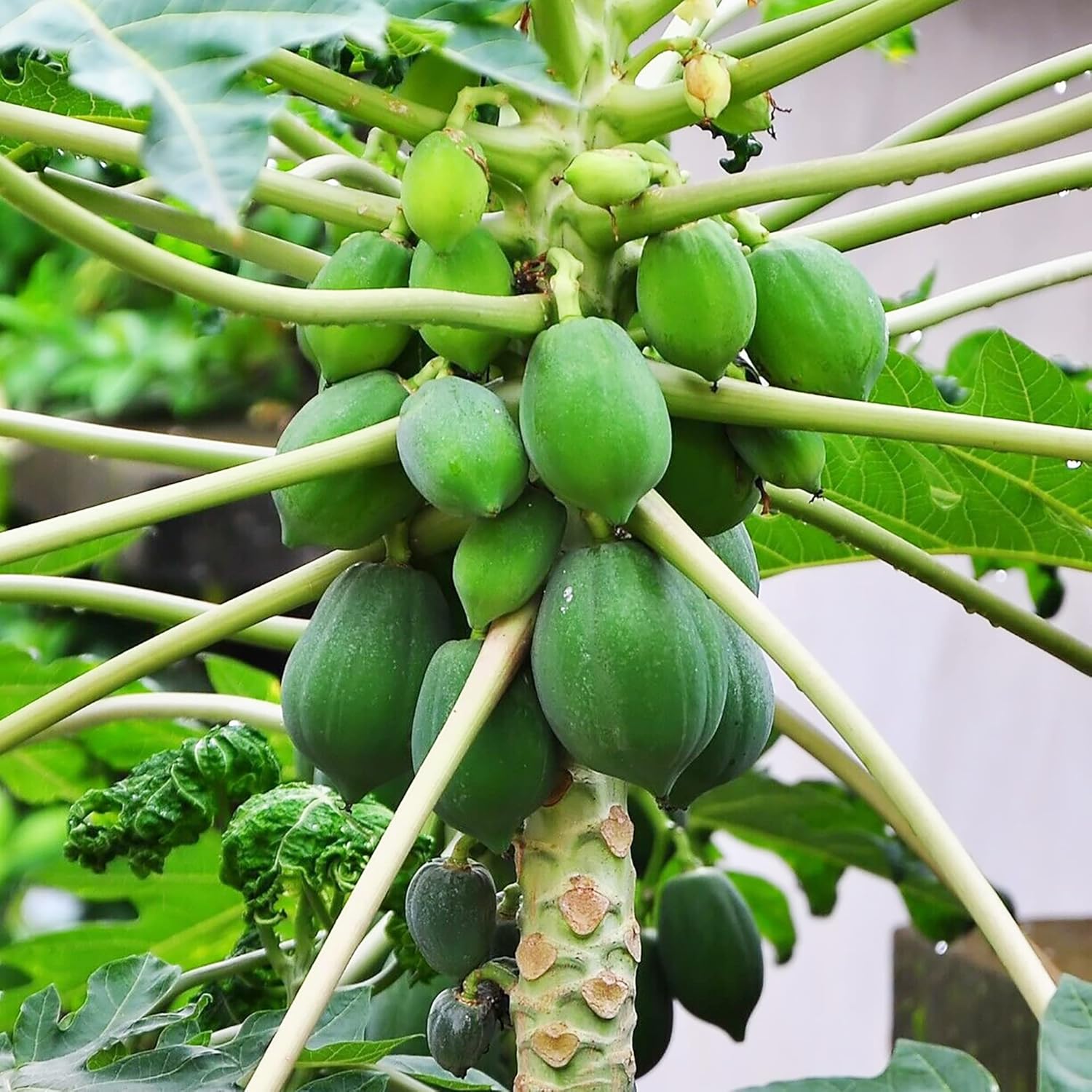 🍃 Dwarf Papaya Seeds-Easy to grow, sweet and nutritious