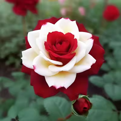 Red Heart Twin Rose Seeds