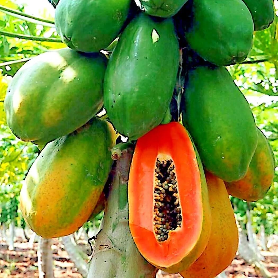 🍃 Dwarf Papaya Seeds-Easy to grow, sweet and nutritious