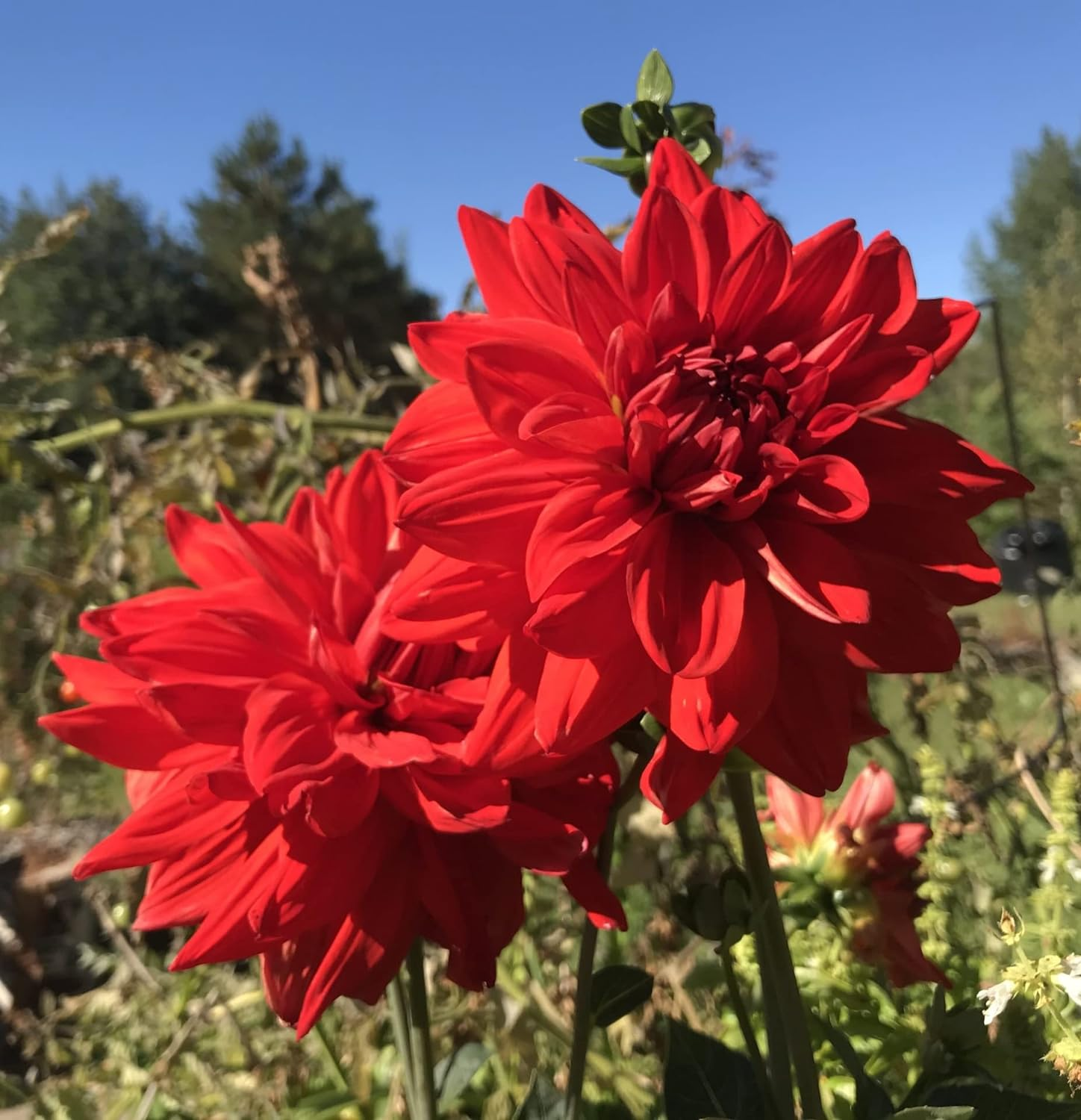 ð¸90 Giorni di Dahlias - Miscela a Lunga Duratað
