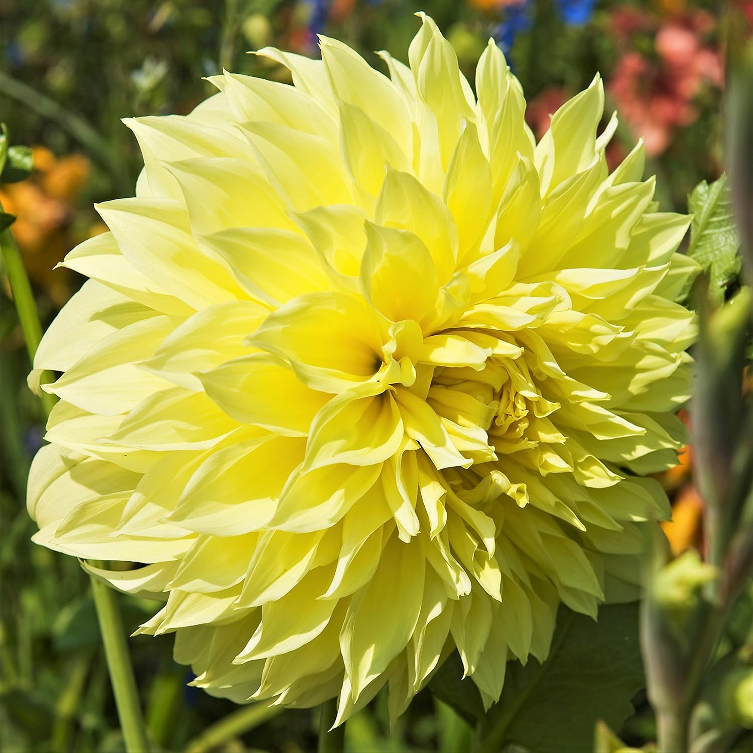 ð¸90 Giorni di Dahlias - Miscela a Lunga Duratað