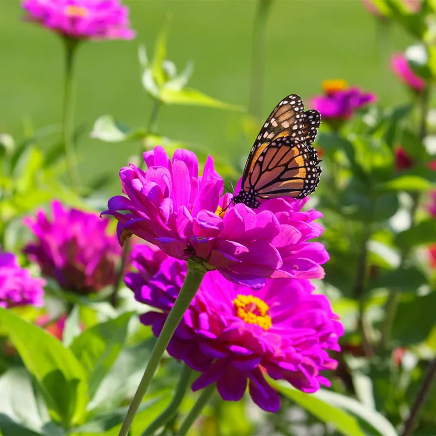 ð¸90 Giorni di Dahlias - Miscela a Lunga Duratað