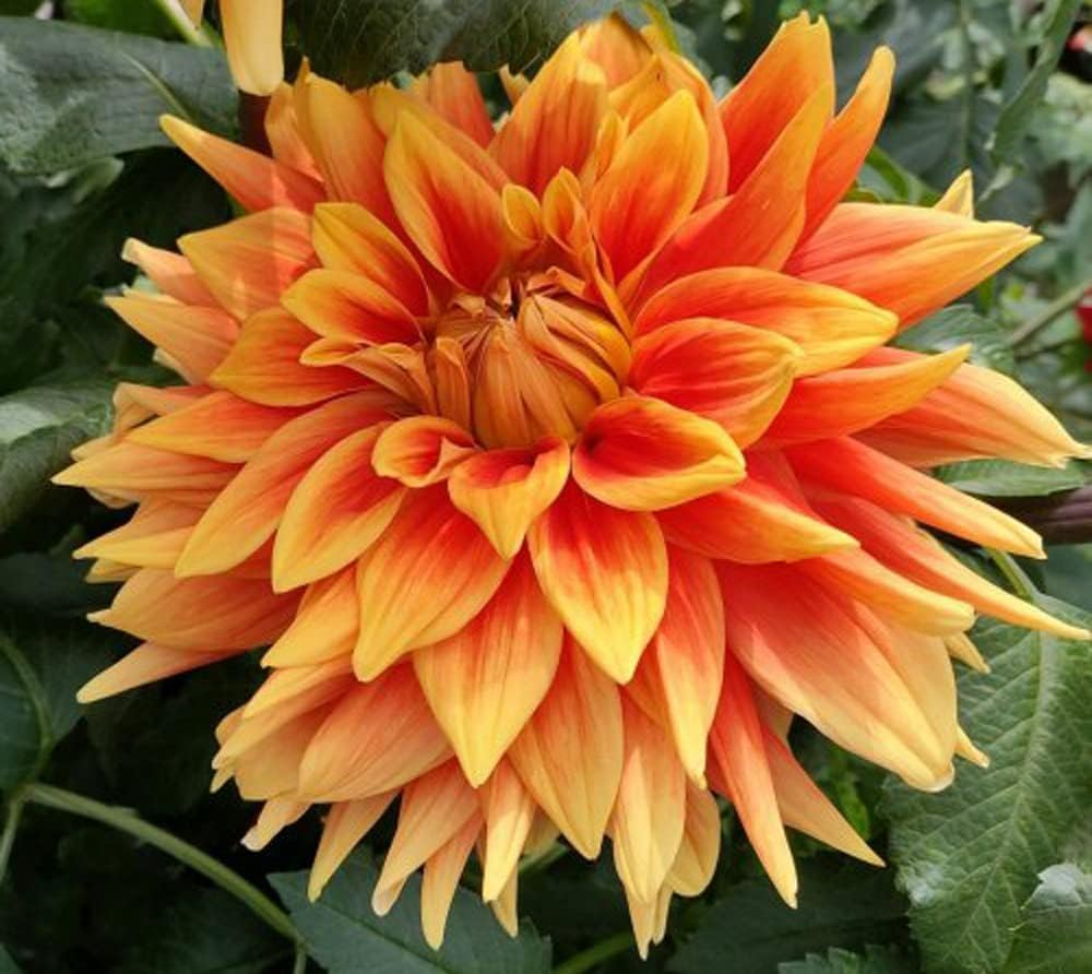 ð¸90 Giorni di Dahlias - Miscela a Lunga Duratað