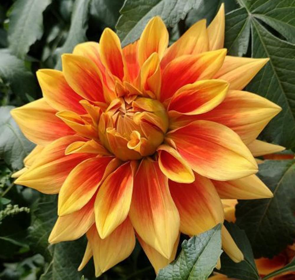 ð¸90 Giorni di Dahlias - Miscela a Lunga Duratað