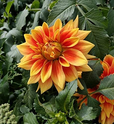 ð¸90 Giorni di Dahlias - Miscela a Lunga Duratað