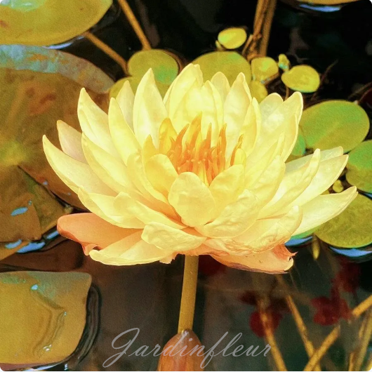 【50% de réduction】Graines Premium de Fleur de Lotus Bonsaï - Germination en 7 jours