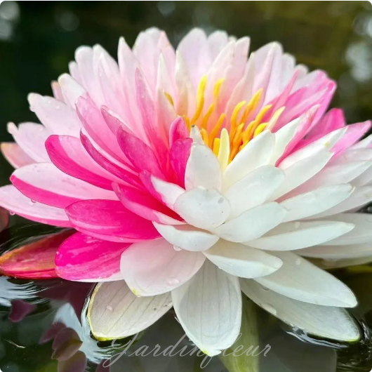 【50% de réduction】Graines Premium de Fleur de Lotus Bonsaï - Germination en 7 jours