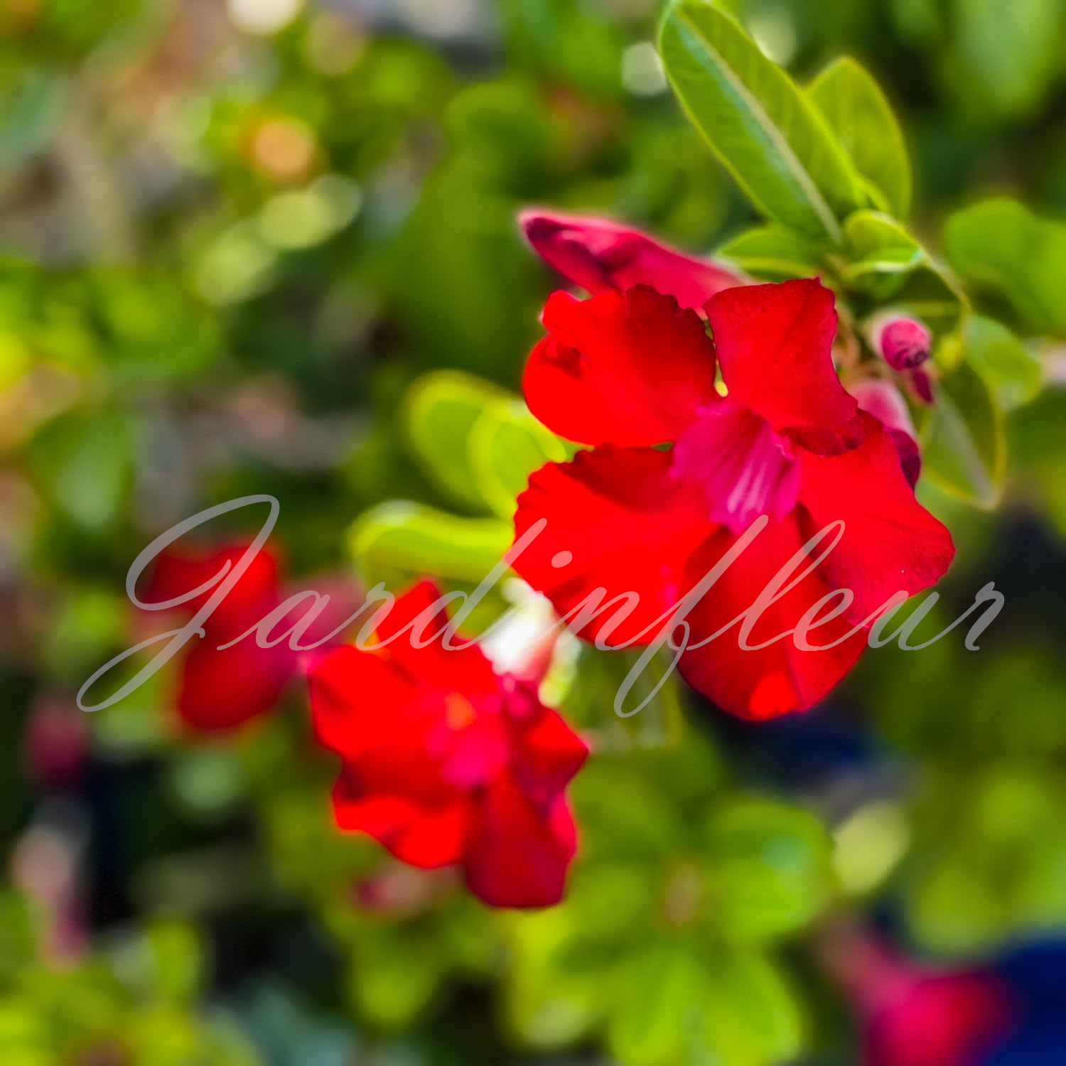 50 % de réduction sur Desert Rose - Nouveau produit