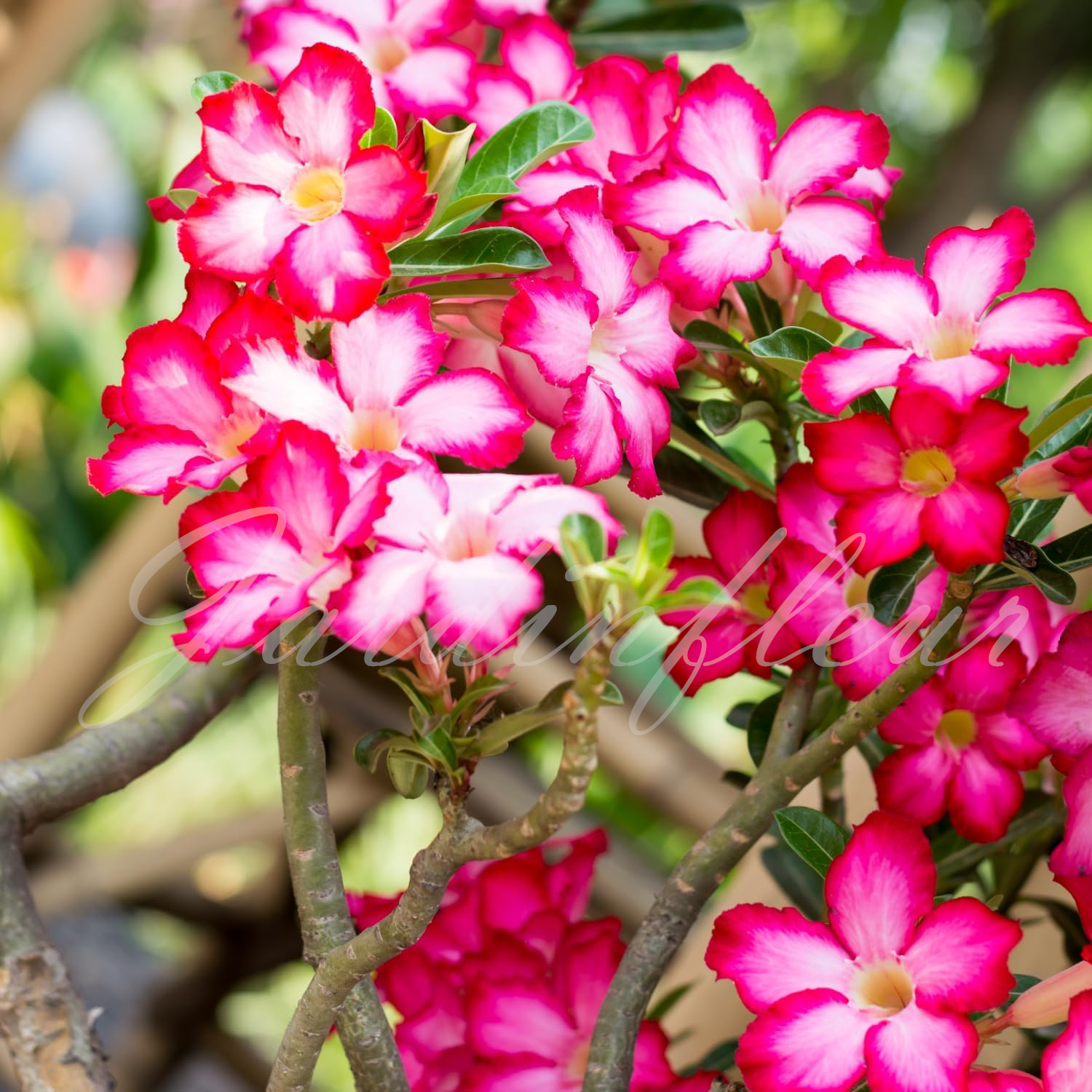 50 % de réduction sur Desert Rose - Nouveau produit