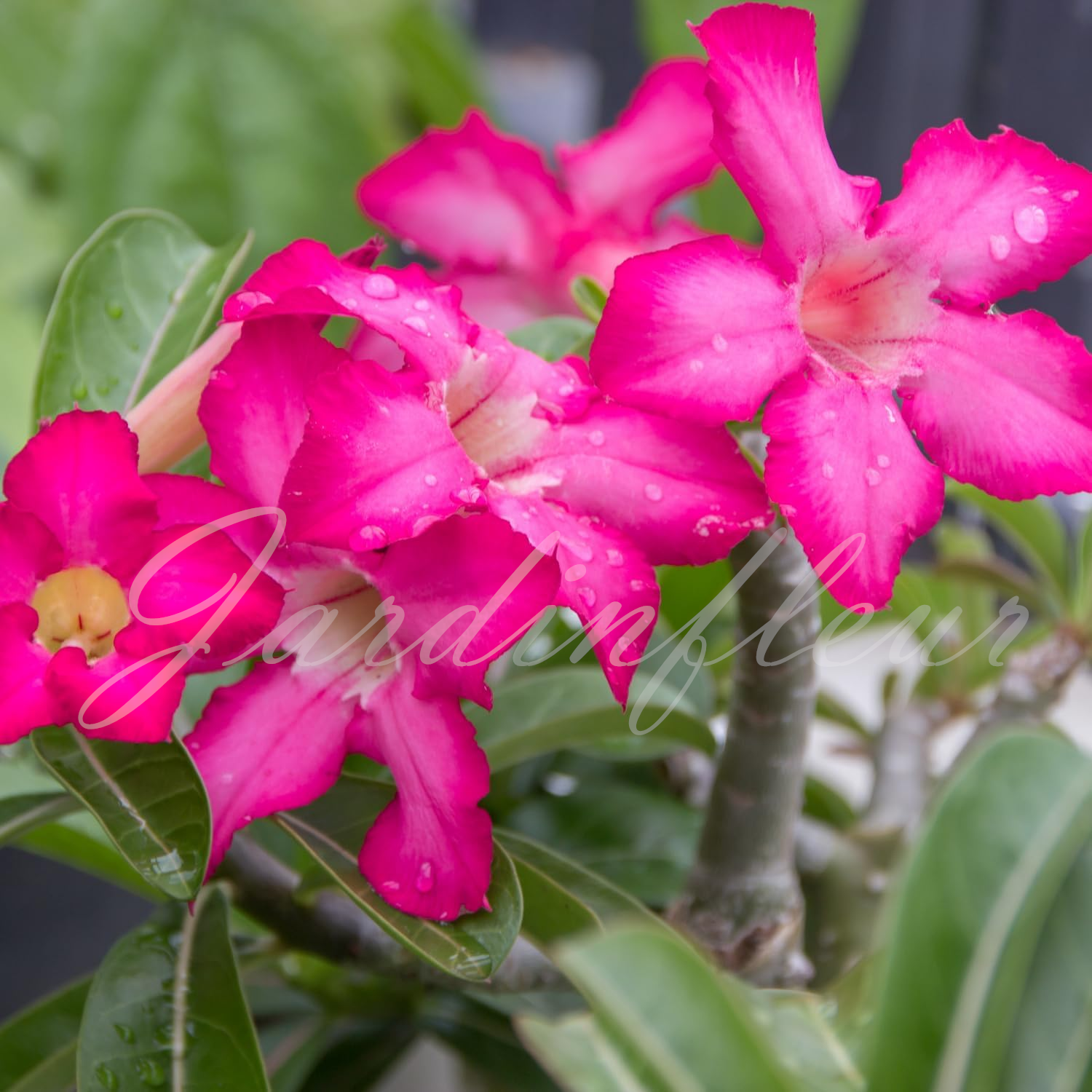 50 % de réduction sur Desert Rose - Nouveau produit