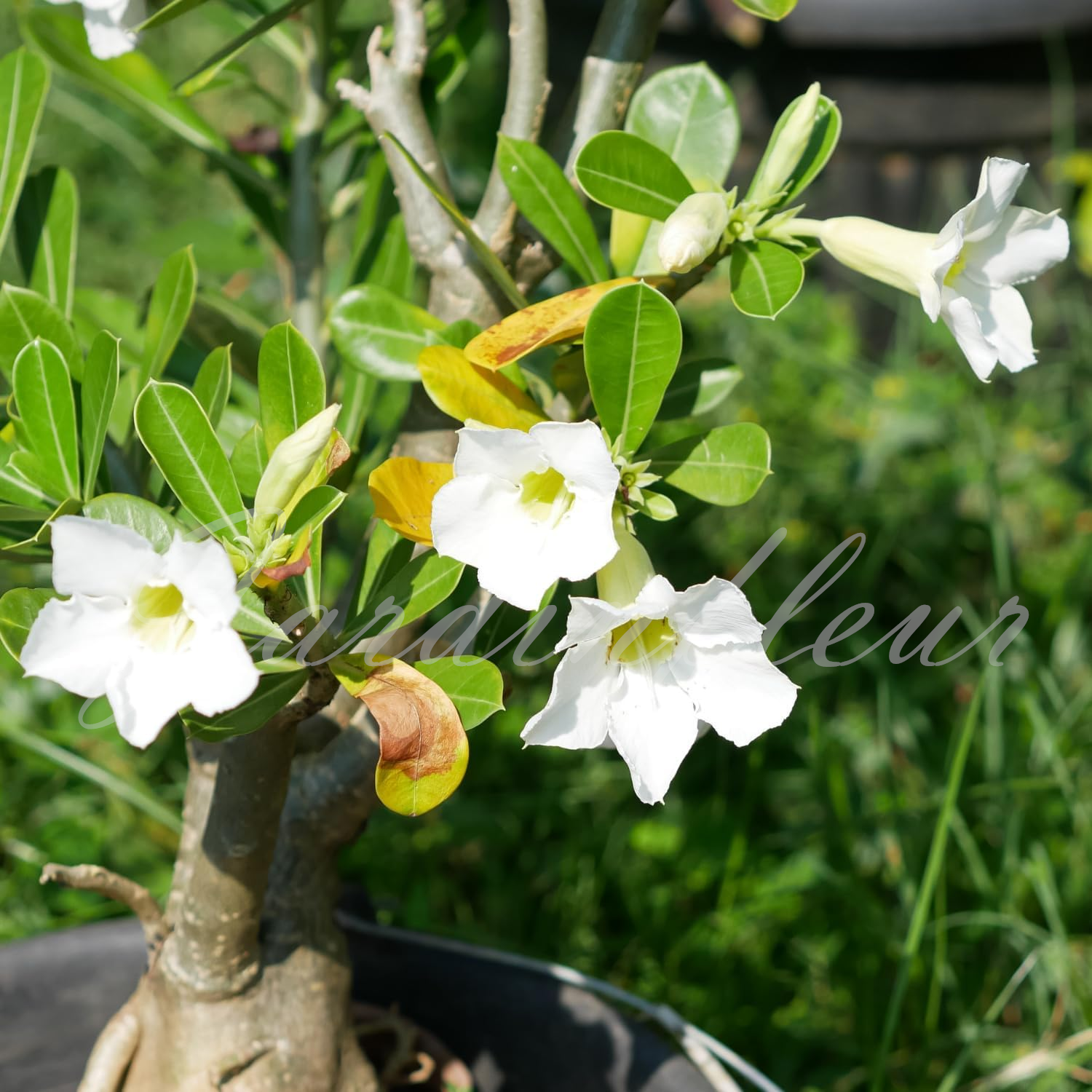 50 % de réduction sur Desert Rose - Nouveau produit