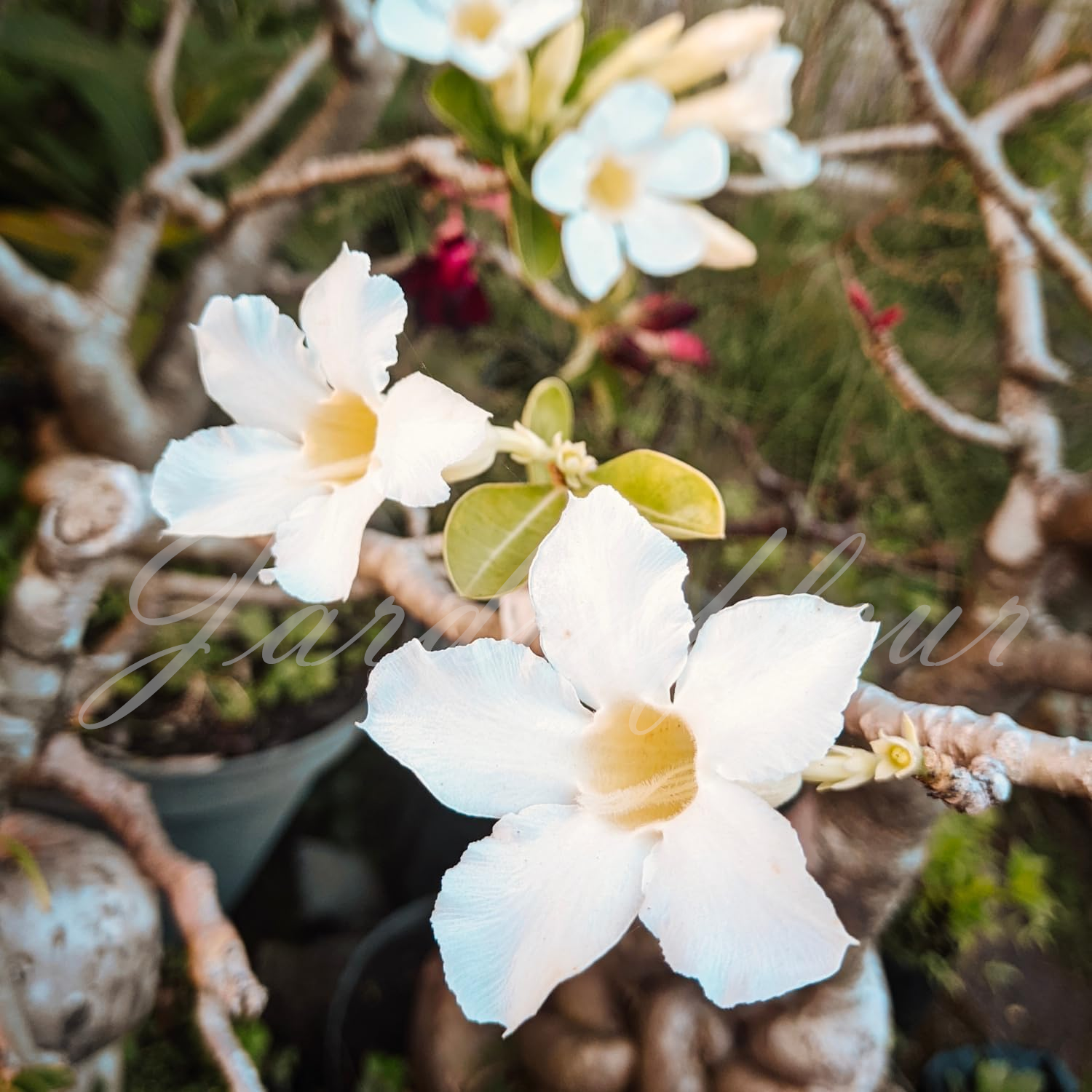 50 % de réduction sur Desert Rose - Nouveau produit