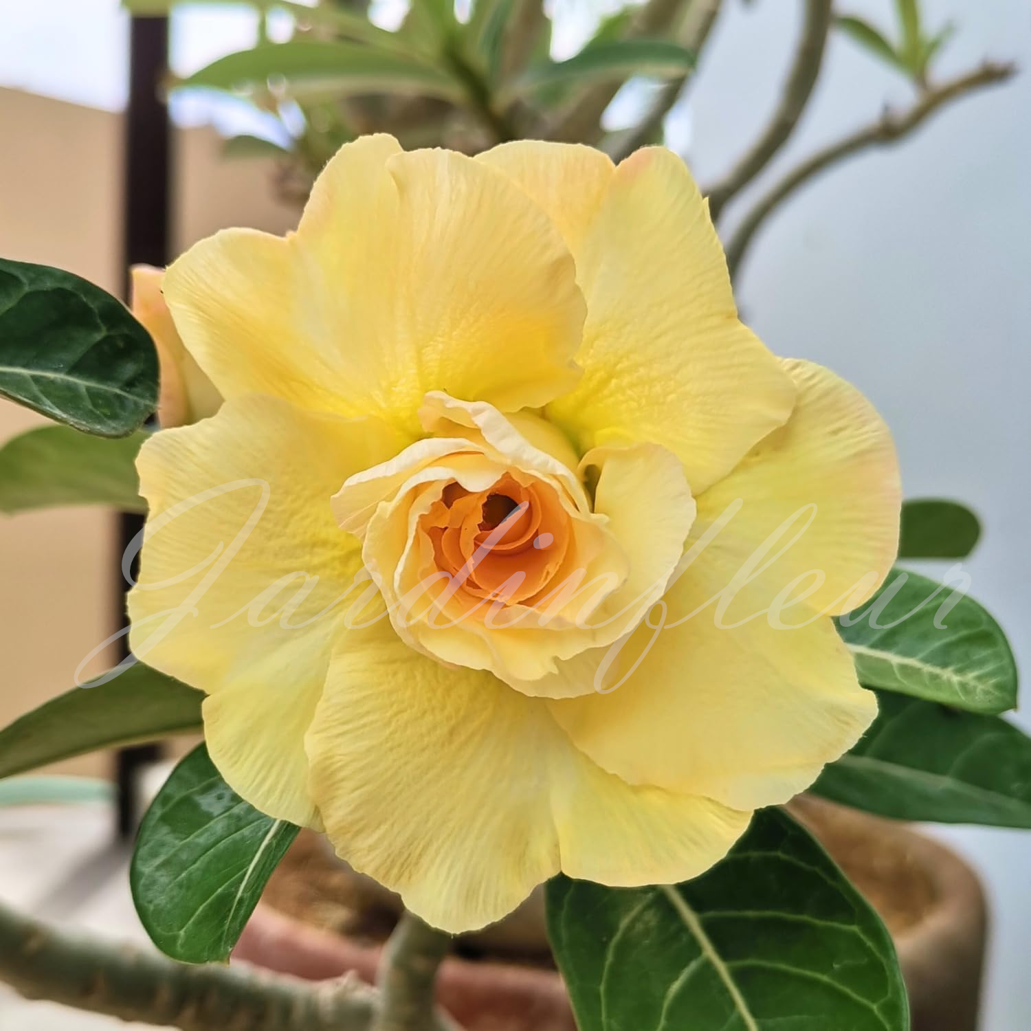 50 % de réduction sur Desert Rose - Nouveau produit