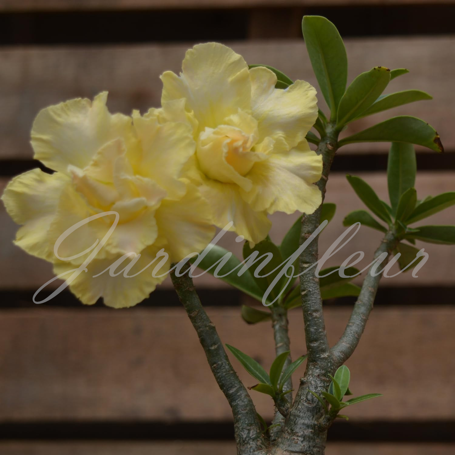 50 % de réduction sur Desert Rose - Nouveau produit