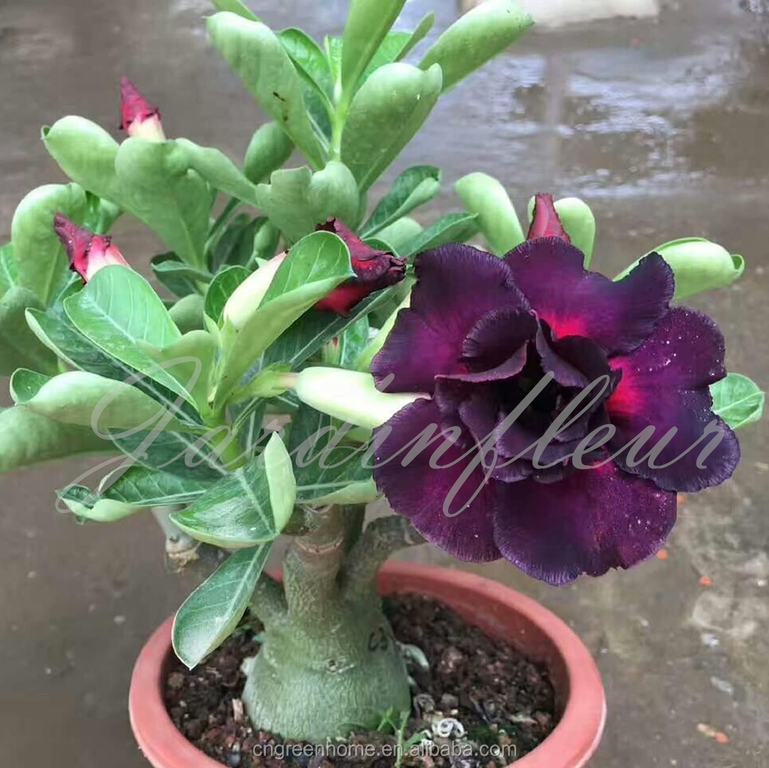 50 % de réduction sur Desert Rose - Nouveau produit