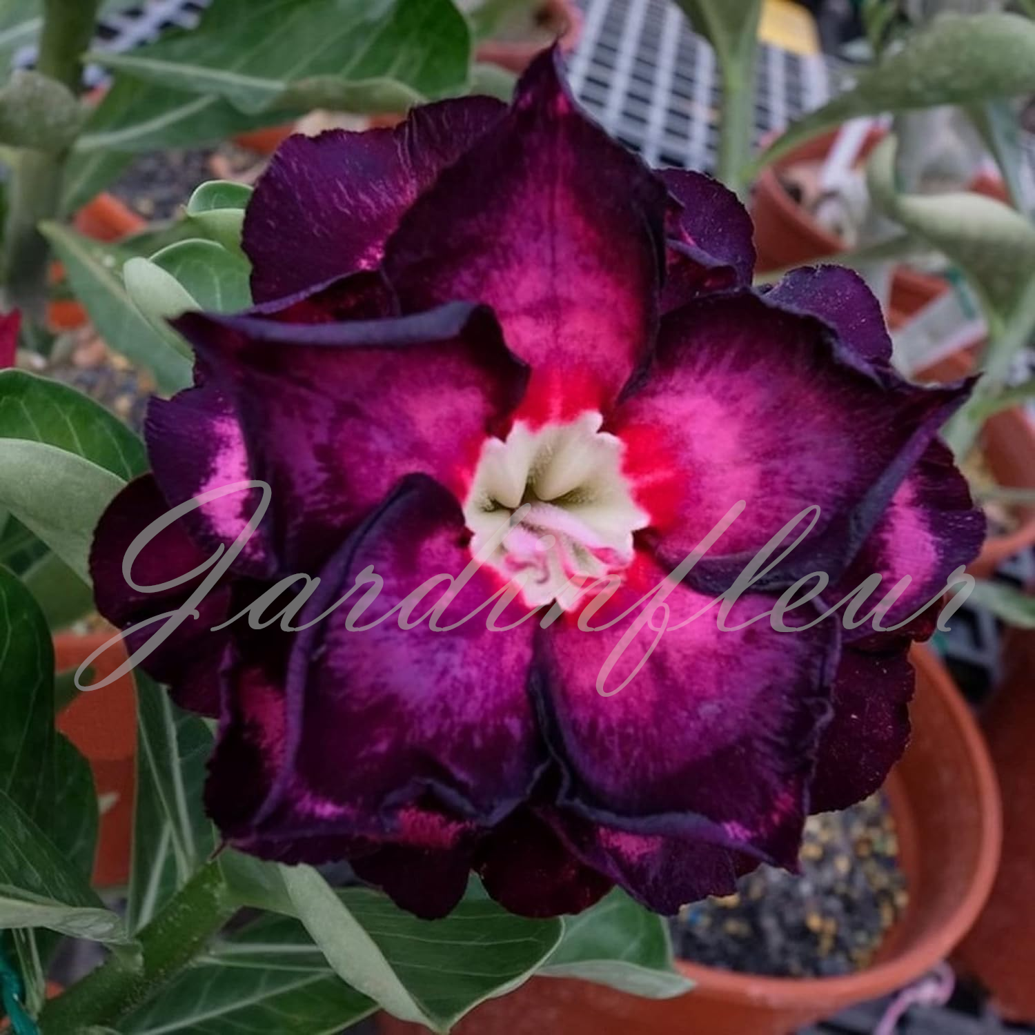 50 % de réduction sur Desert Rose - Nouveau produit