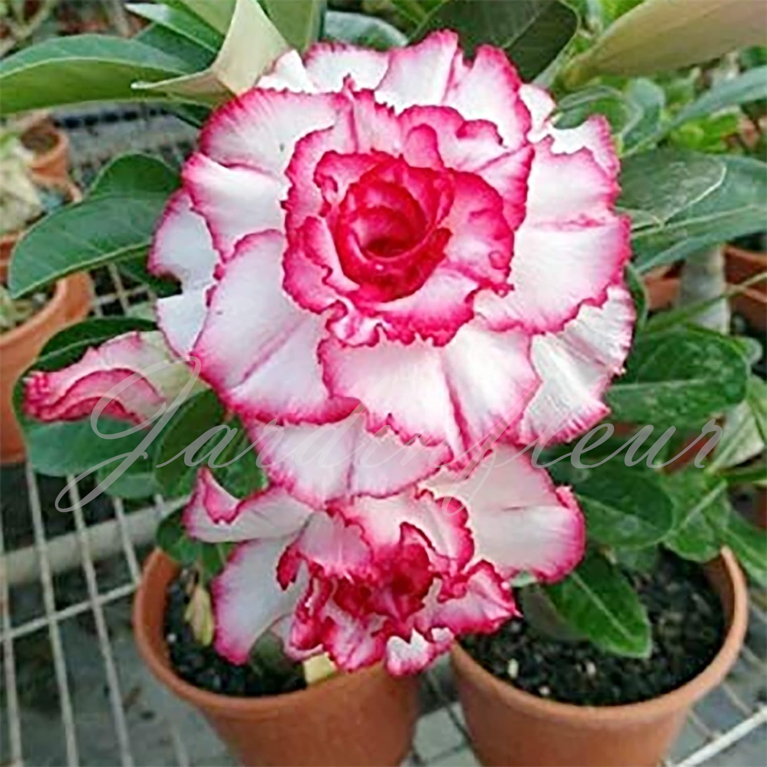50 % de réduction sur Desert Rose - Nouveau produit