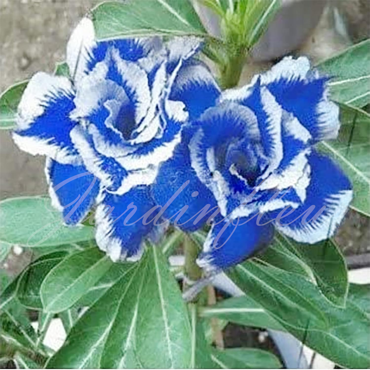 50 % de réduction sur Desert Rose - Nouveau produit