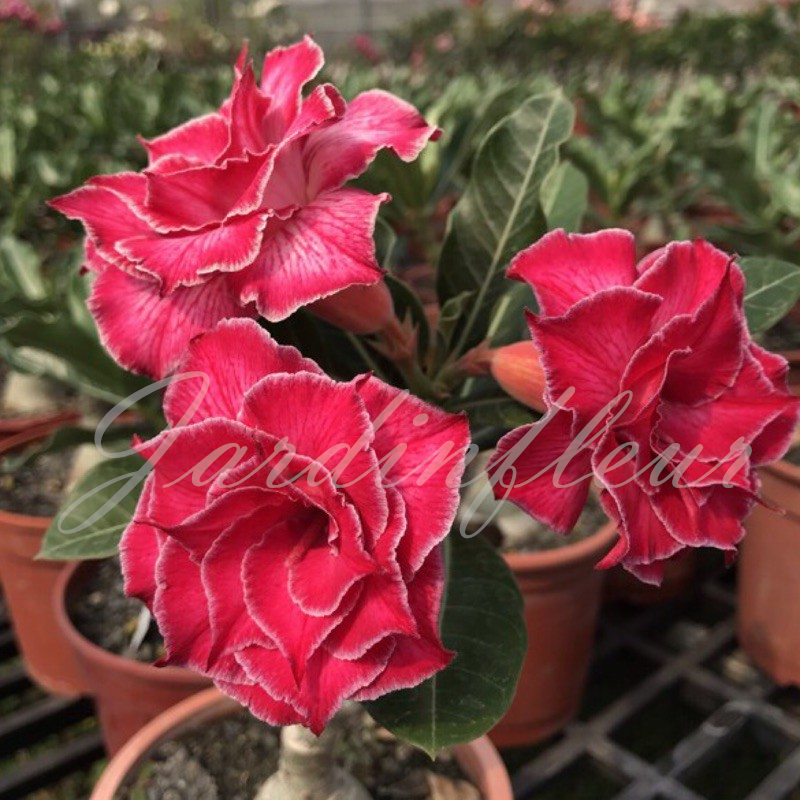 50 % de réduction sur Desert Rose - Nouveau produit