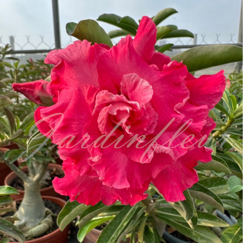 🔥50 % de réduction🔥Mélange de graines d'Adénium pour cultiver des roses du désert colorées